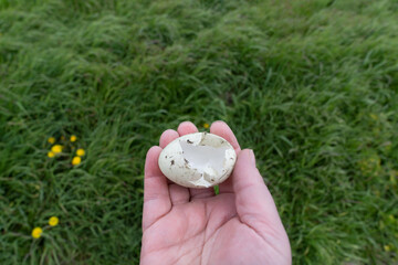 A hand holding an empty shell of a duck egg outdoors in a nature reseve with grass