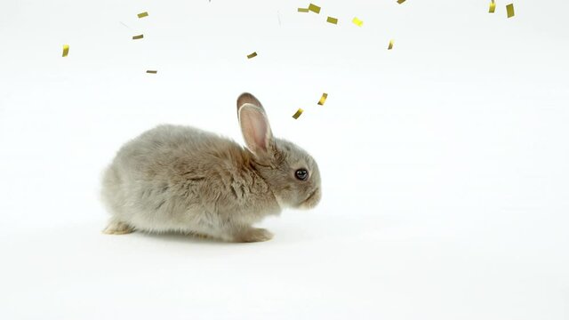 Animation of gold confetti falling over small, cute grey rabbit on white background