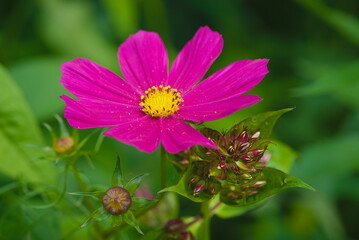 Obraz premium Beautiful, purple flower on a blurry background in the garden in the summer