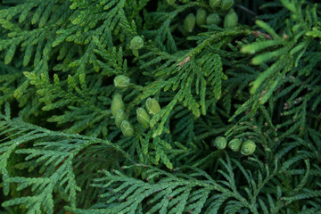 branches
