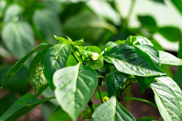 Young Bulgarian pepper plant with bright green leaves in a greenhouse in the village. Hot sunny summer day. Selective focus. Close-up