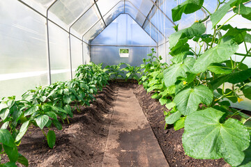 Young plant cucumber and bell pepper with bright green leaves in a greenhouse in the village. Hot sunny summer day. Selective focus. Overall plan