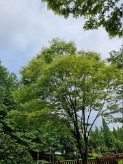 The comfort of blue sky and green trees