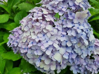 Obraz premium Hydrangea recovered from the rainy season