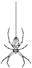 line drawing of a spider