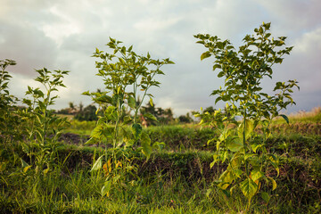 Obraz na płótnie Canvas Beautiful chillie pepper trees and rice terrace at the background. Soft light delicate landscape of a rural industry. FFood growth and cultivating rice and chillie in Bali.