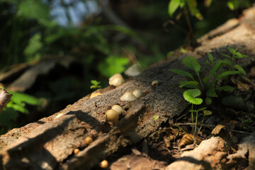 Mushrooms growing on dead wood in neature reserve Schlaubetal, federal state Brandenburg - germany