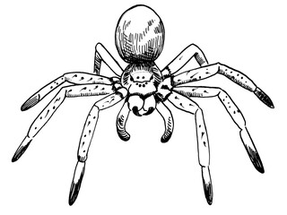 line drawing of spider