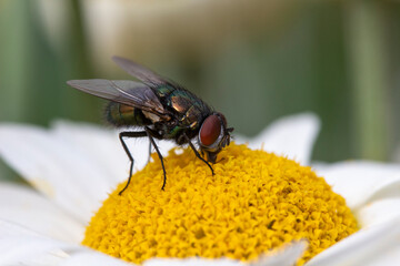 Green bottle fly (Lucilia sericata)Anthemis tinctoria ‘E.C.Buxton’