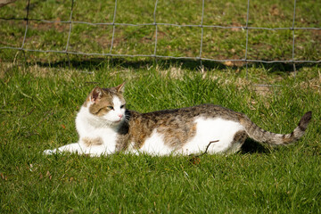 beautiful cat is lying in the garden at the fence