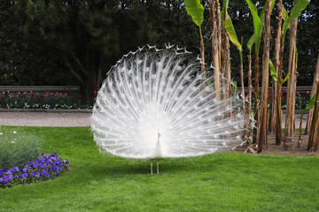 White peacock with its splendid open tail and beautiful feathers in the botanical garden of Isola Bella, Italy, Europe