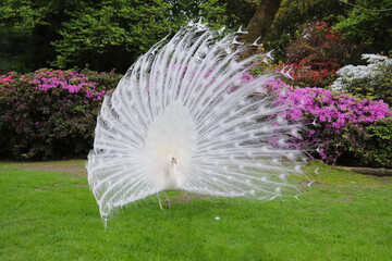 White peacock with its splendid open tail and beautiful feathers in the botanical garden of Isola...