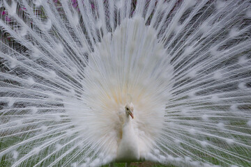 Obraz premium Close up portrait of white albino peacock with its splendid open tail and beautiful feathers in Isola Bella botanical garden, Lake Maggiore, Italy, Europe