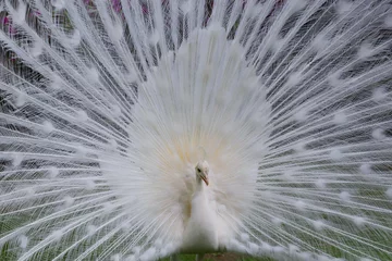 Keuken spatwand met foto Close up portrait of white albino peacock with its splendid open tail and beautiful feathers in Isola Bella botanical garden, Lake Maggiore, Italy, Europe © tatiana