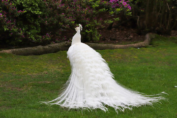 White peacock with its splendid open tail and beautiful feathers in the botanical garden of Isola...