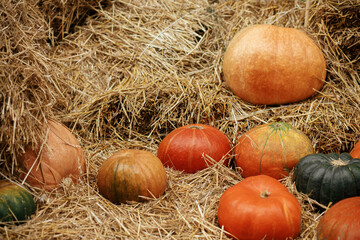 Pumpkins pile on hay stacks in city street, festive holiday rustic decor. Halloween festive decoration outdoor. Happy halloween. Autumn market in town. Harvest time