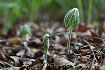 Plamate-shrde umbrella plant