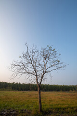 tree in the field