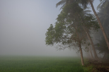 tree in the fog