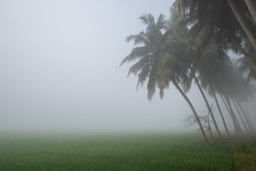 mist in the forest