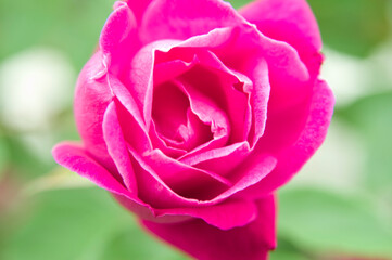 The name of this rose is 