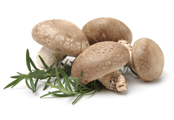 Shiitake mushroom on the White background 
