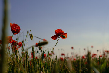 Fototapeta na wymiar red poppy field