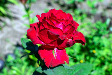 red rose in the garden