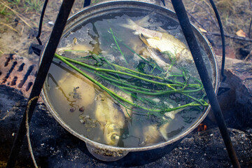 cooking fish in a pan
