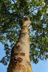 Fototapeta premium tree in the forest
