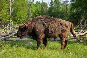 buffalo in the field