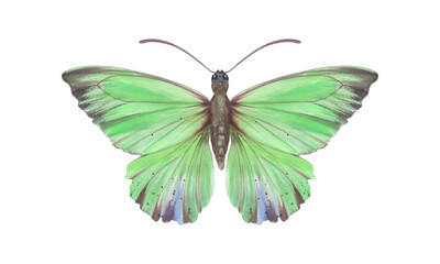 Watercolor colorful butterfly, green color, isolate on a white background. Bright hand-drawn butterfly. Suitable for design, scrapbooking, wrapping paper, print.