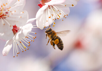 A bee in flight on an apricot flower. - obrazy, fototapety, plakaty