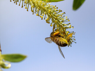 Obraz premium Bee on a yellow willow flower.