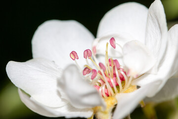 Fototapeta na wymiar Flowers on a pear in spring.