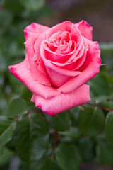 The name of this rose is 