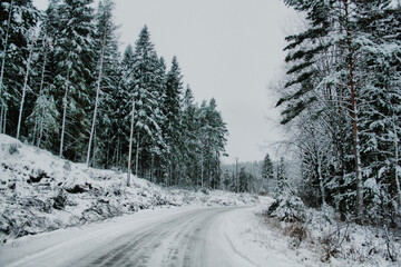 road in winter forest