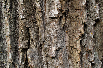 Close-up of the rough bark of an old huge tree. natural background. Copy space