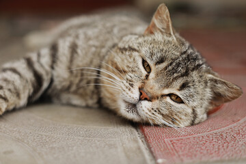 British cat. The portrait was made at lunchtime when the cat lay down to rest. The cat looks at the camera