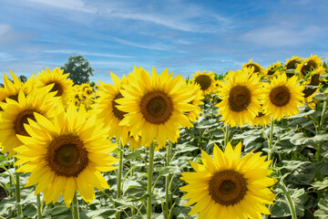 sunflowers in the foreground illuminated by the sun