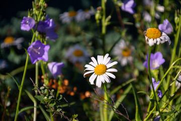 daisies and purple flowers in a sunny meadow