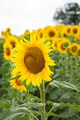 sunflowers in the foreground illuminated by the sun