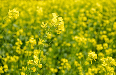 Obraz premium Bright yellow blooming rapeseed field. Simple floral background