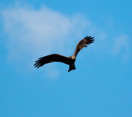Eagle in flight against the blue sky.