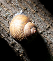 A snail is crawling along the bark of a tree.