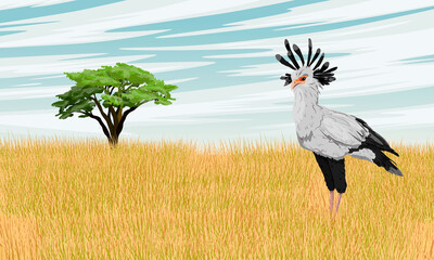 The secretary bird Sagittarius serpentarius stands in a dry African savanna with tall grass and a lone tree. Wild birds of Africa. Realistic vector landscape