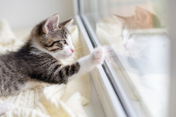 cute brown kitten cat sitting on the window at home looking at the camera close-up. High quality photo