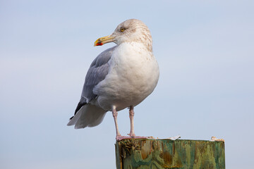 Seagull looking