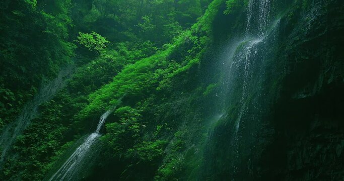 waterfall in a green forest
