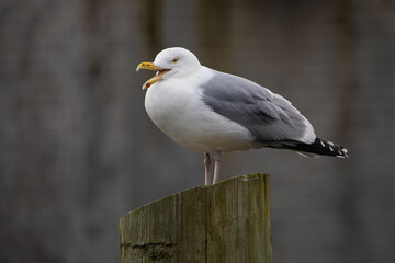 Sea gull